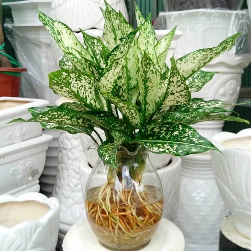 Cây ngọc ngân thủy sinh không cần ánh sáng, trang trí nội thất đẹp