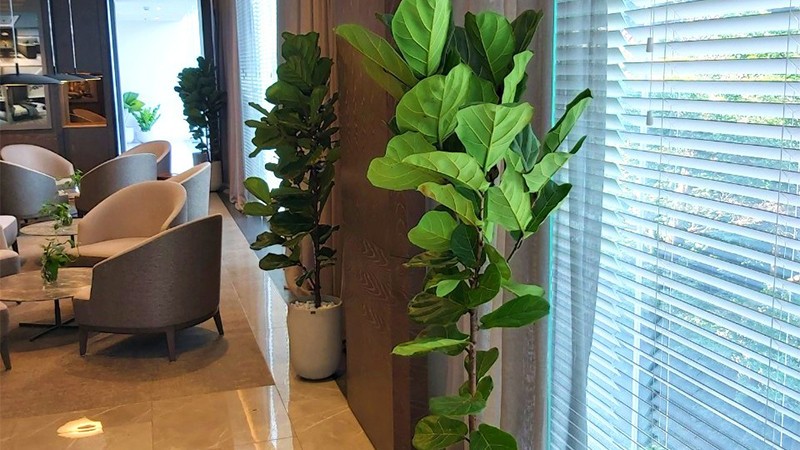 Cây bàng Singapore có tác dụng lọc không khí hiệu quả.