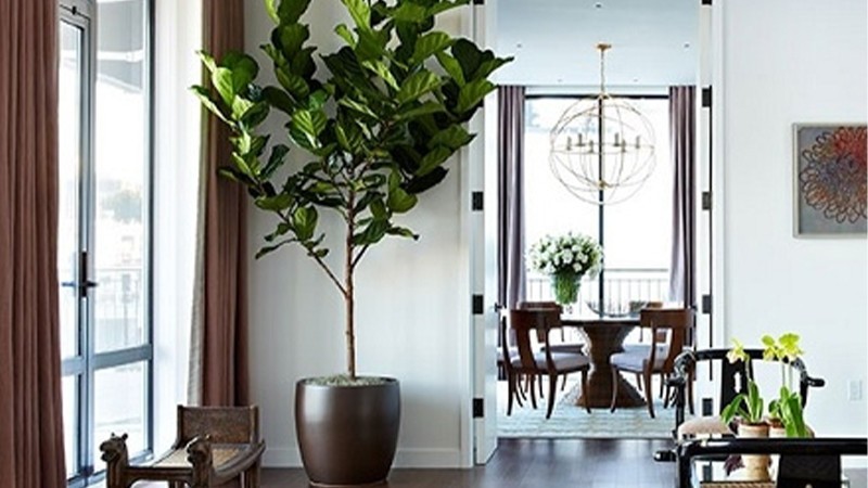 Cây bàng Singapore ưa bóng mát.