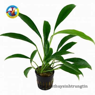 Cây Thủy Sinh Ráy Lá Dài