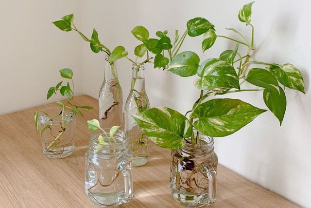 Cây Trầu Bà thủy sinh