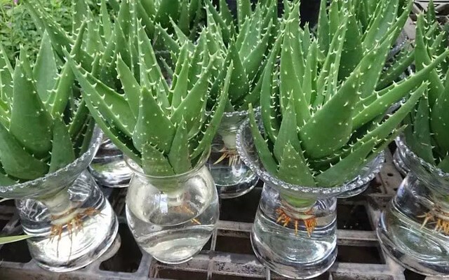 Cây nha đam thủy sinh