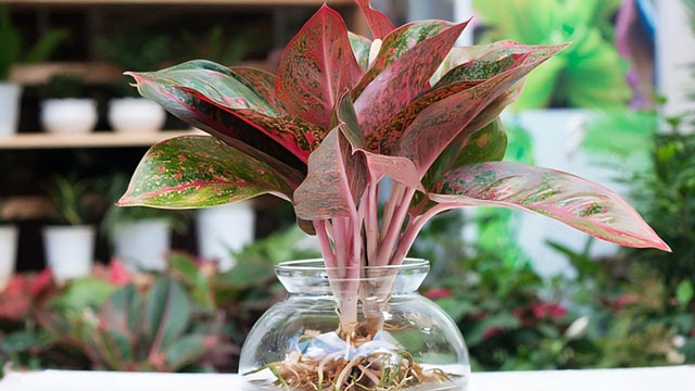 Cây Thịnh Vượng thủy sinh