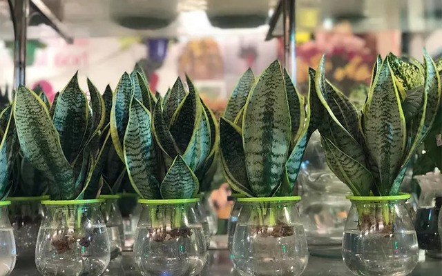 Cây Lưỡi Hổ thủy sinh