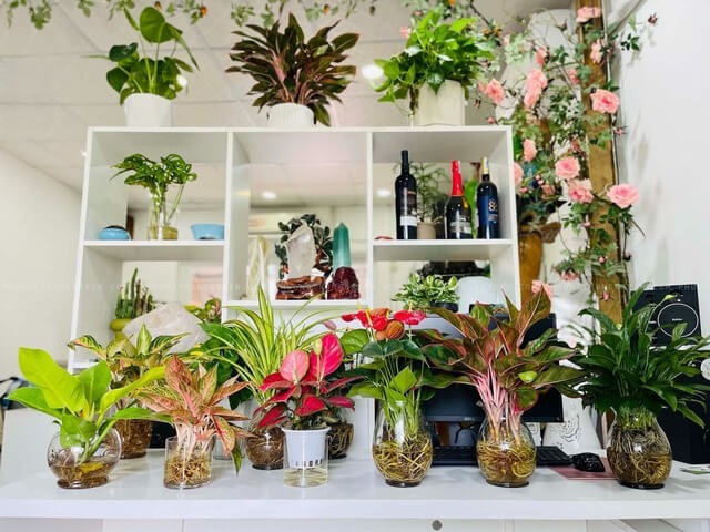 Cây thủy sinh để bàn