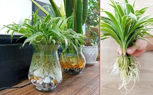 Cây Cỏ Lan Chi thủy sinh