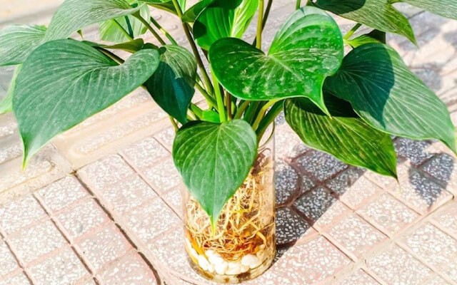 Cây Thanh Tâm thủy sinh