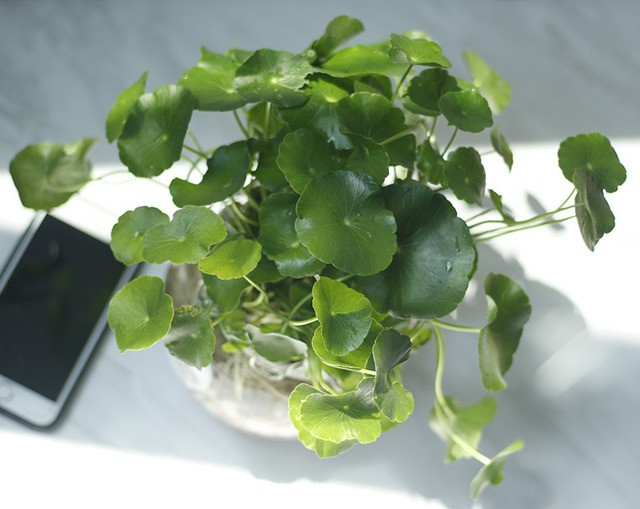 Cây Cỏ Đồng Tiền thủy sinh