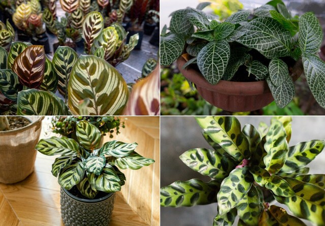 Cây Đuôi Công thủy sinh