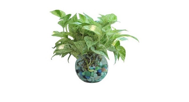 Cây Tróc Bạc thủy sinh