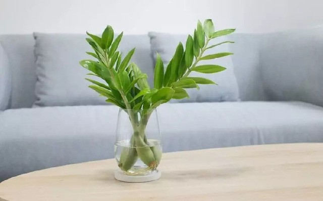 Cây thủy sinh Kim Tiền