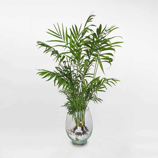 Cây Cau Tiểu Trâm thủy sinh