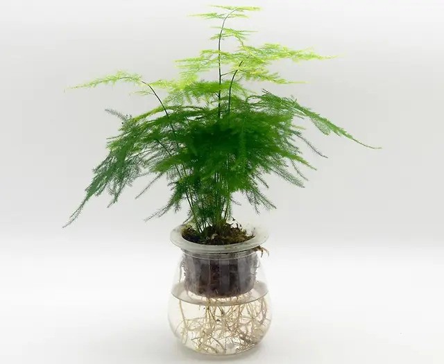 Cây Thủy Tùng thủy sinh