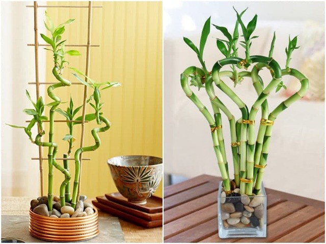 Cây thủy sinh Trúc Phú Quý