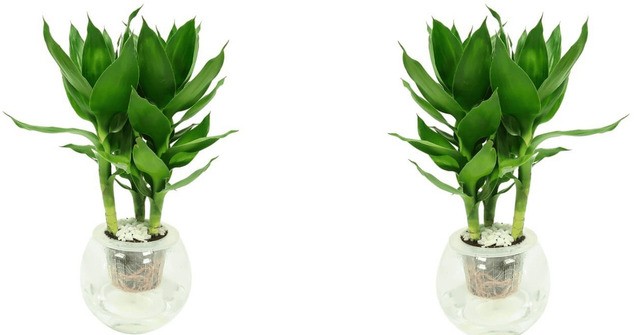 Cây Phất Lộc thủy sinh