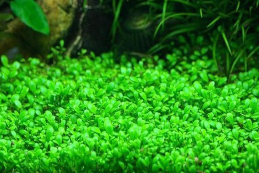 Cây thủy sinh không cần CO2 xanh mướt, tươi mát