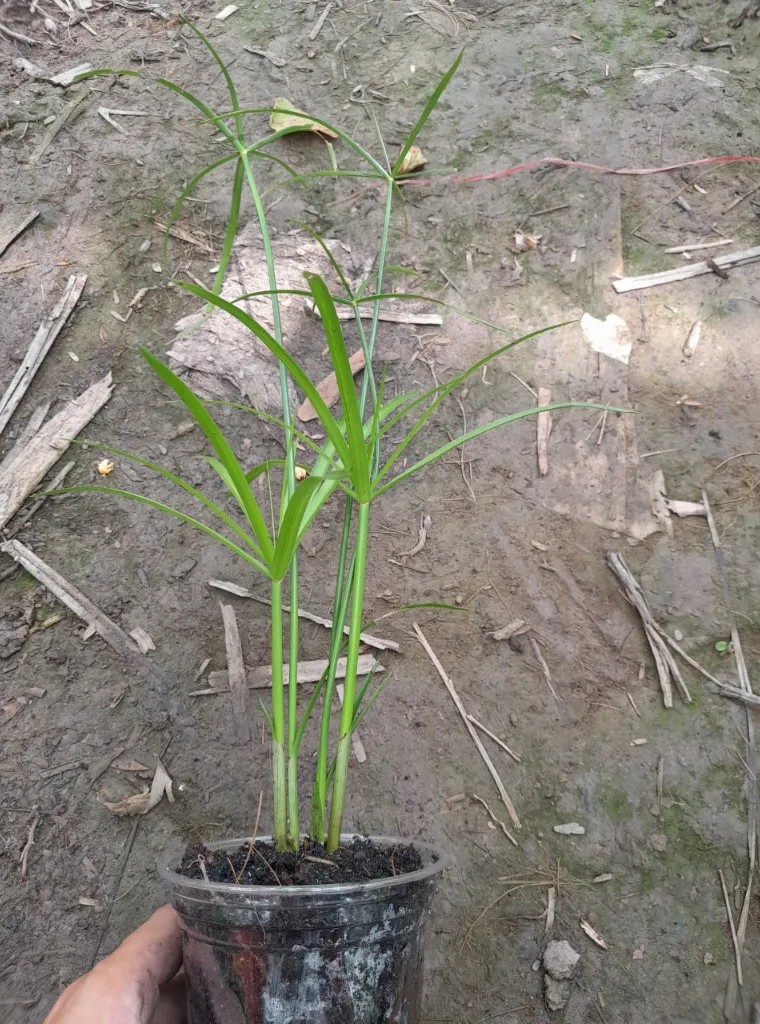 Cây thủy trúc dáng mảnh mai, cây thủy sinh lọc nước và làm sạch