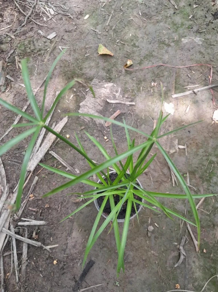 Cây thủy trúc có dáng mảnh mai nhưng sức sống rất mạnh liệt