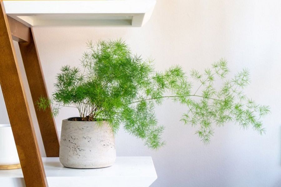 Cây thủy tùng có ý nghĩa phong thủy về tài lộc.