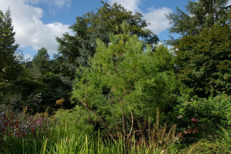 Thủy tùng thân gỗ có kích thước lớn, có chiều cao lên đến 30m.