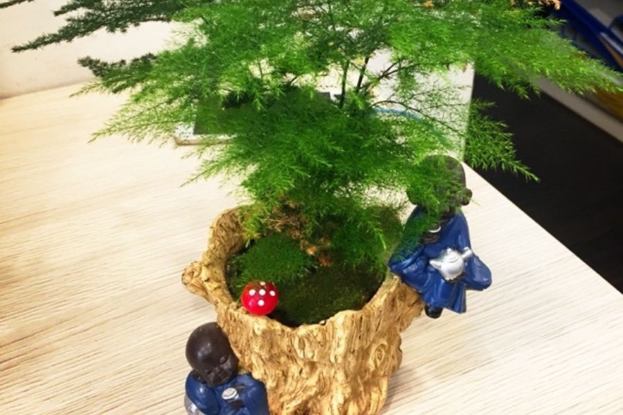 Cây thủy tùng hợp với người mệnh Kim.