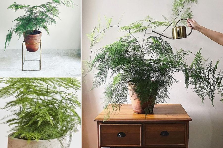 Thủy tùng làm đẹp không gian sống với nhiều tạo hình đẹp mắt.