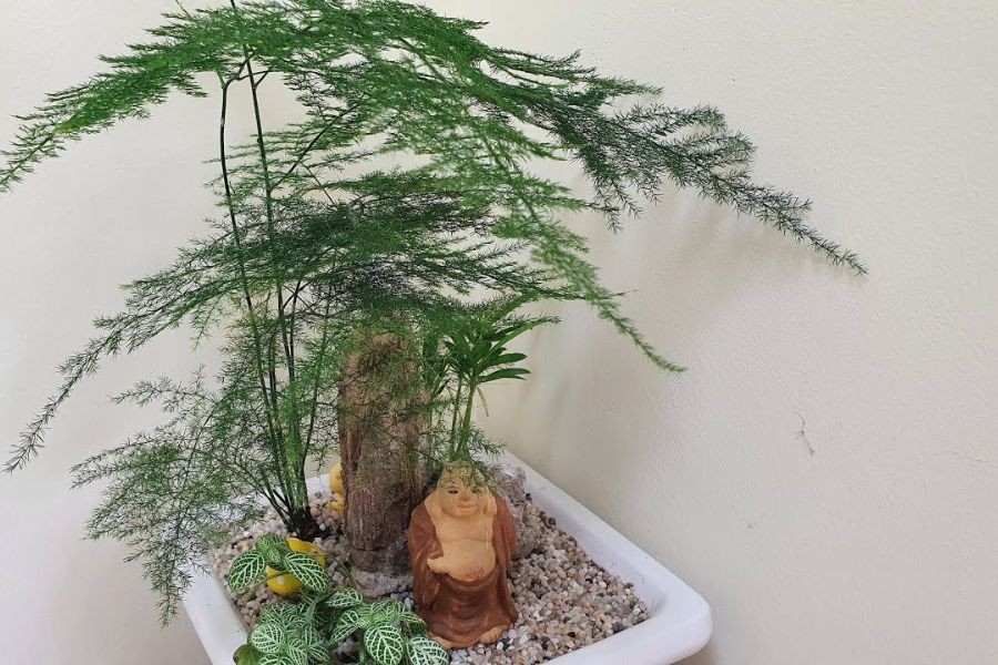 Cây thủy tùng tách bụi nhỏ trồng tại nhà.