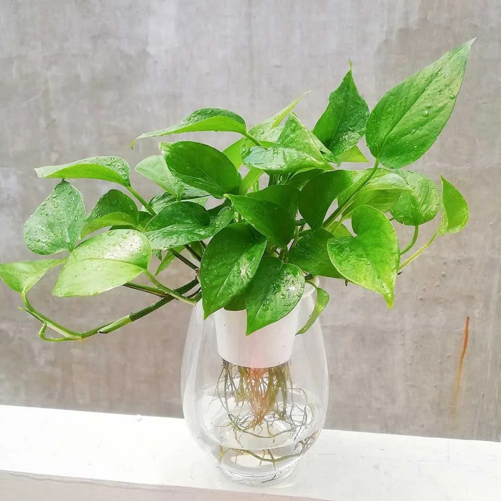 Cây trầu bà thủy sinh để bàn, cây cảnh ưa bóng mát dễ chăm sóc