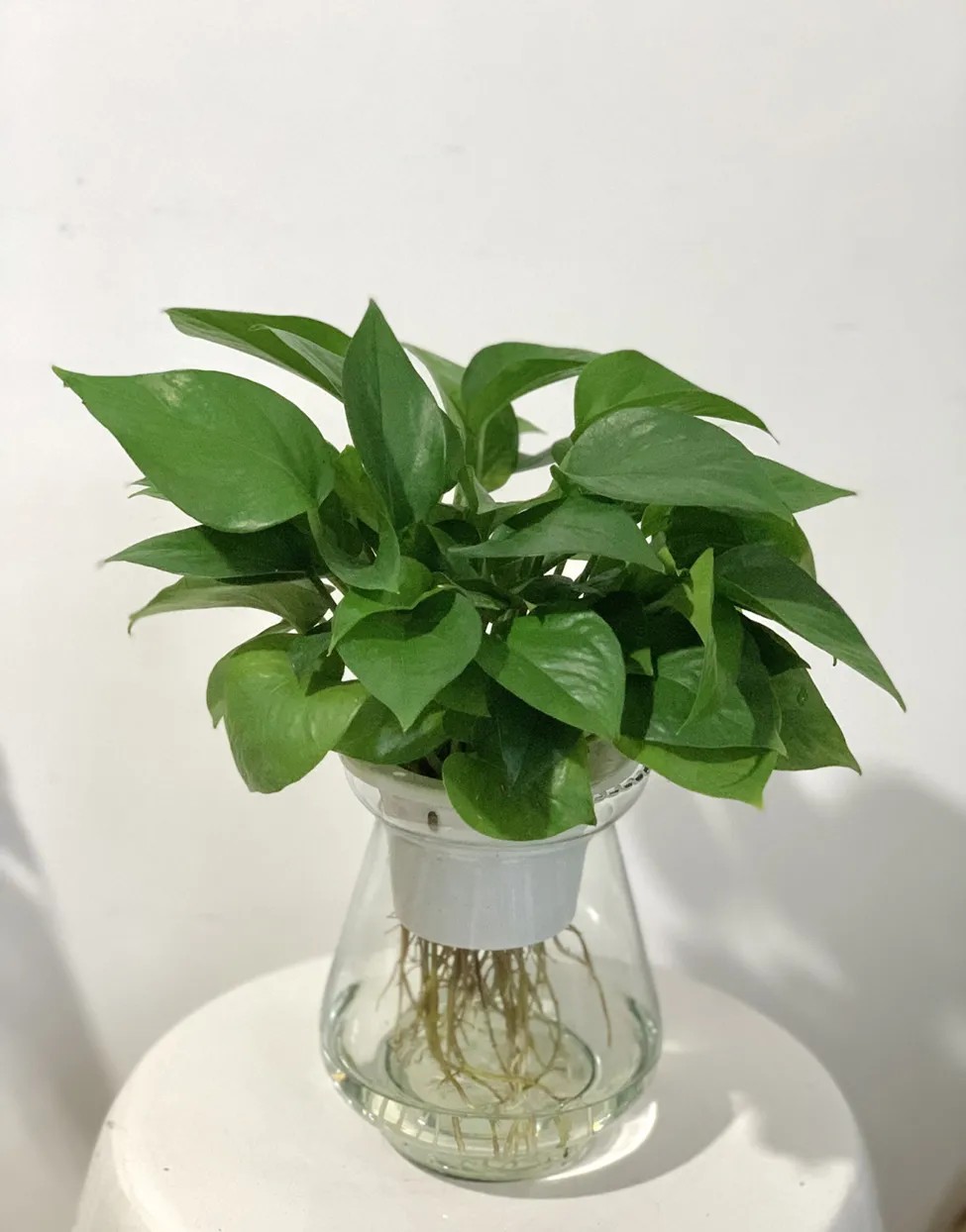 Trầu bà thủy sinh không cần ánh sáng nhiều, trang trí văn phòng đẹp