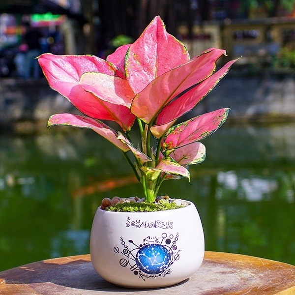 Cây Vạn Lộc với màu lá đỏ ấn tượng