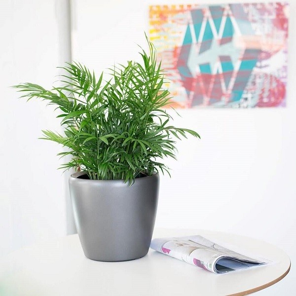 Cây Cau Tiểu Trâm với vẻ ngoài nhỏ gọn