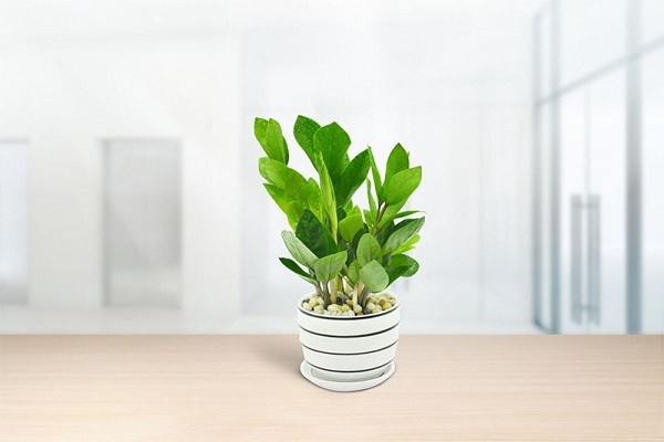 Cây Kim Tiền - một lựa chọn tuyệt vời cho không gian thiếu sáng