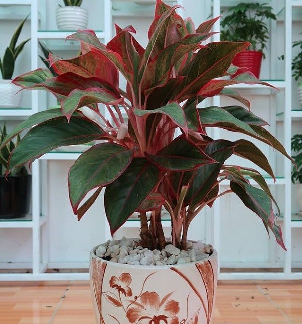 Cây Phú Quý mang ý nghĩa thịnh vượng