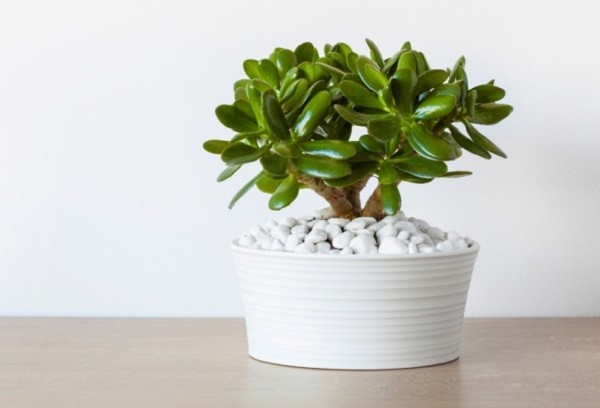 Cây Sen Thạch Bích tượng trưng cho tình yêu và tình bạn