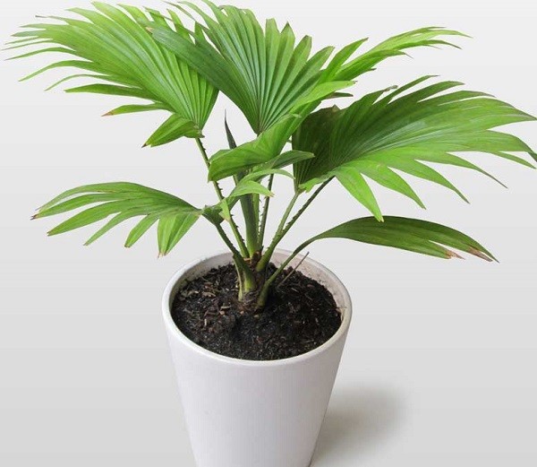 Cây Cọ Cảnh với vẻ đẹp thanh lịch