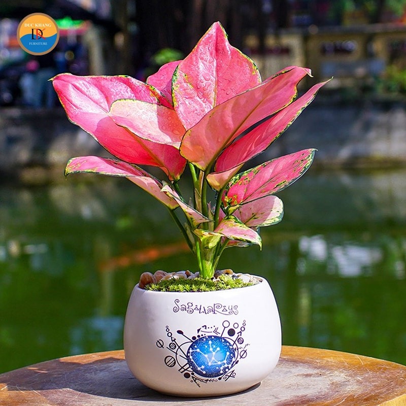 Cây Vạn Lộc có lá đỏ thẫm xen kẽ viền xanh và các đốm hồng, xanh.