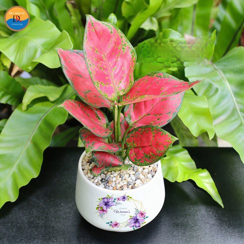 Cây Vạn Lộc với màu sắc rực rỡ, mang ý nghĩa tài lộc.