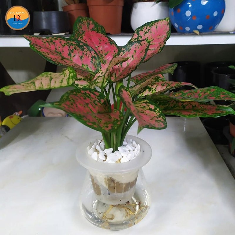 Cây Vạn Lộc mang lại may mắn cho nhiều tuổi thuộc mệnh Hỏa và Thổ.