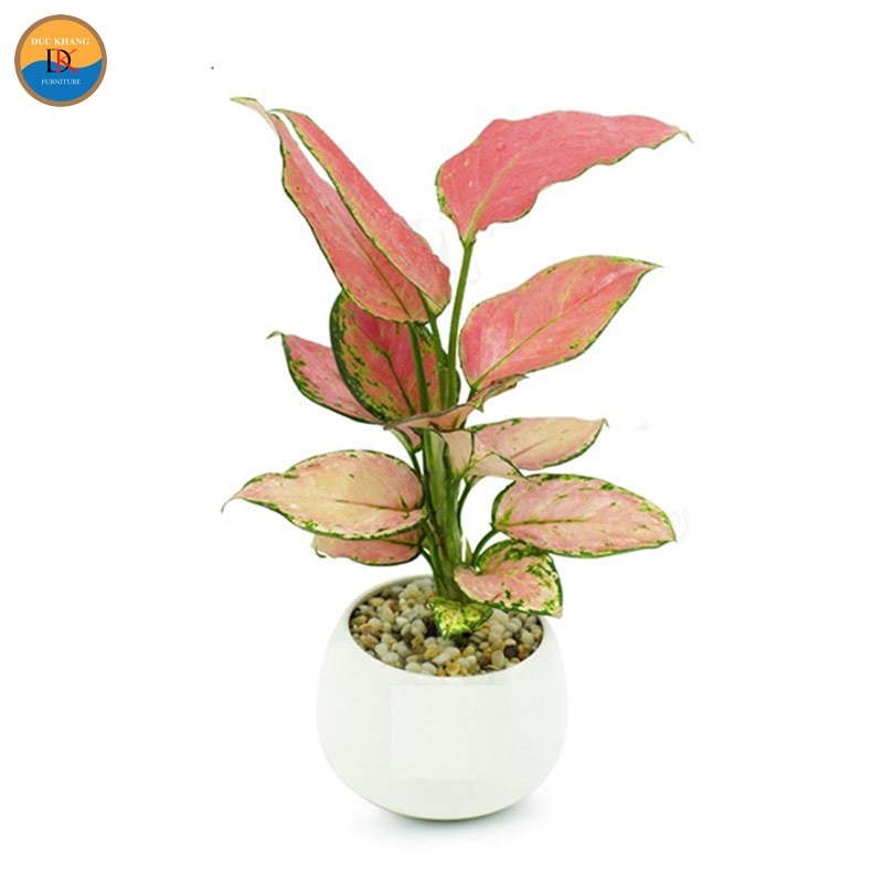 Vẻ đẹp tinh tế của cây Vạn Lộc khi trồng thủy sinh.