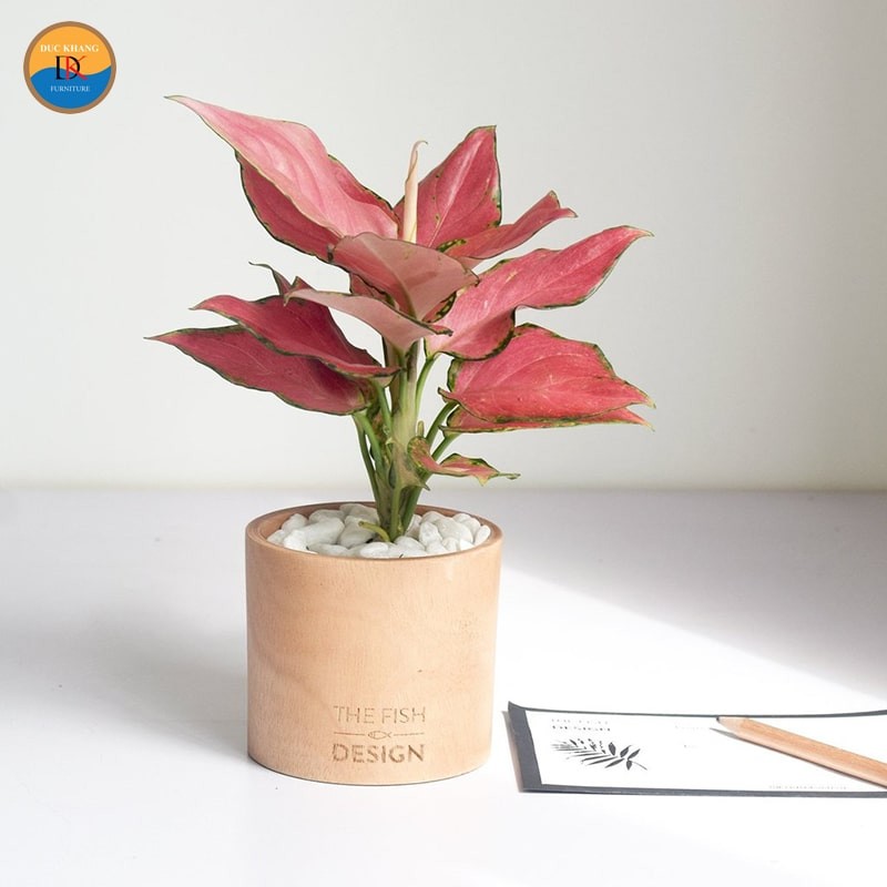 Cây Vạn Lộc khỏe mạnh với bộ rễ phát triển tốt.