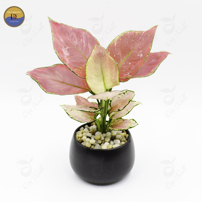 Cây Vạn Lộc được trang trí trên bàn làm việc, mang lại không gian tươi mới.