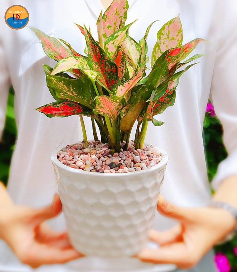 Cây Vạn Lộc có màu đỏ là chủ đạo, rất hợp với người mệnh Hỏa.