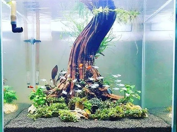 Các bước chăm sóc bể thủy sinh nhất trụ cơ bản