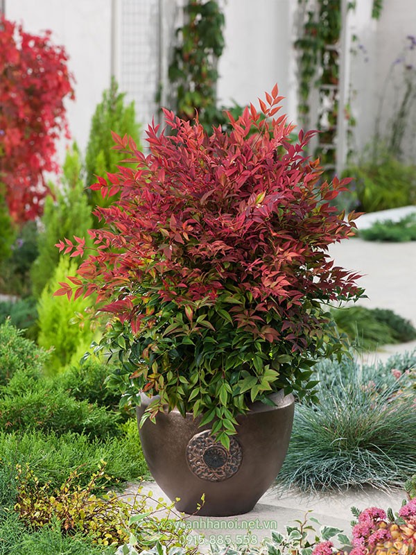 Chậu nam thiên môn trang trí sân vườn