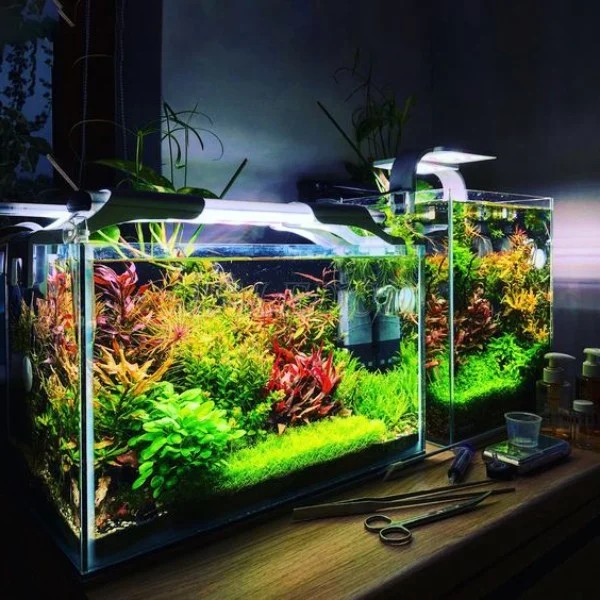 Chế đèn thuỷ sinh wrgb tiết kiệm chi phí