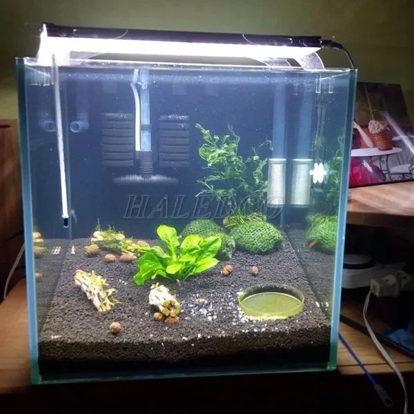 Bật đèn cho bể cá mới trồng cây