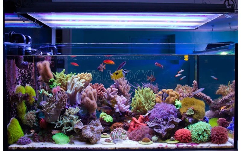 Lựa chọn màu ánh sáng chiếu sáng bể thủy sinh