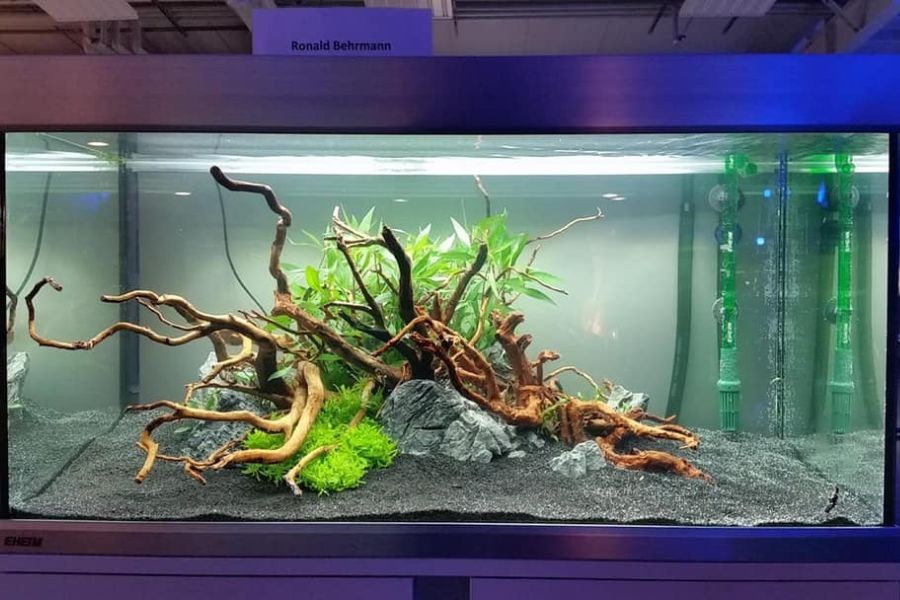 Chọn mua những loại cây thủy sinh mà bạn yêu thích.