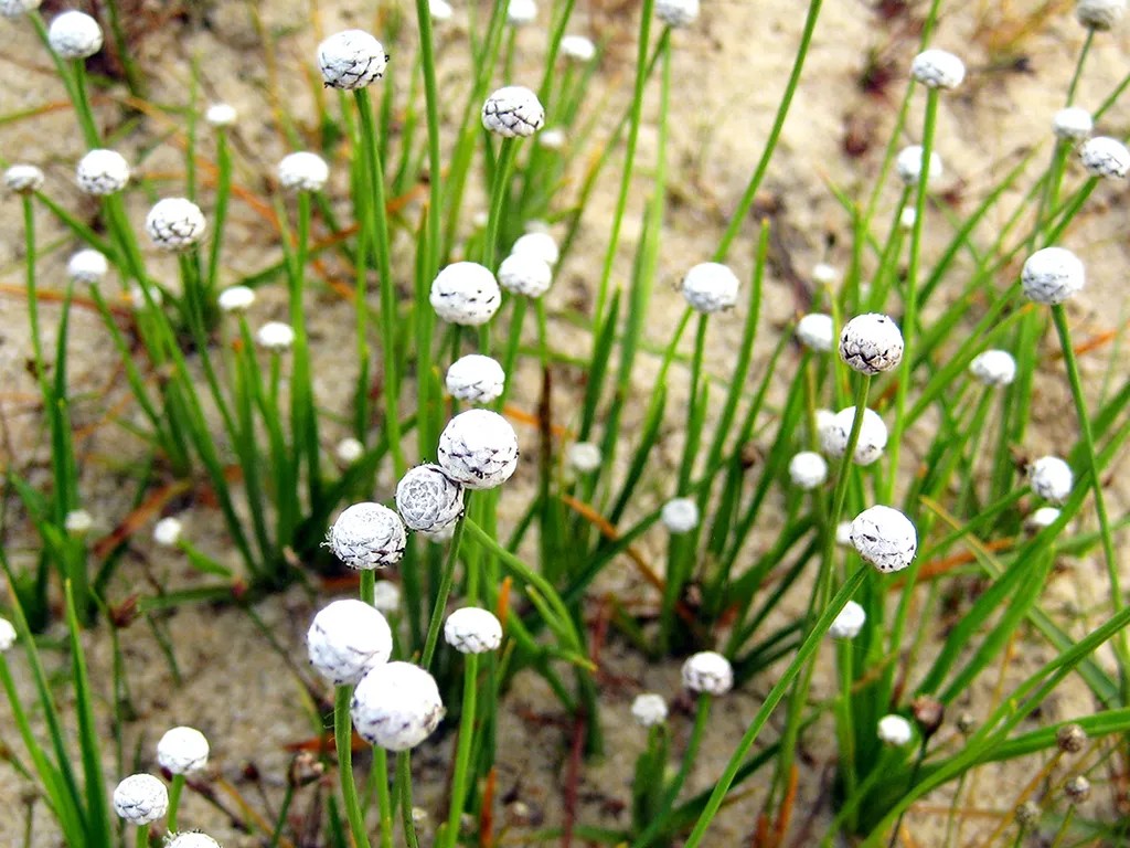 Cỏ dùi trống, cây thủy sinh bể cá tạo điểm nhấn nhỏ gọn