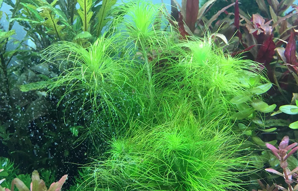 Cỏ đuôi ngựa, cây thủy sinh lọc nước hiệu quả cho ao hồ